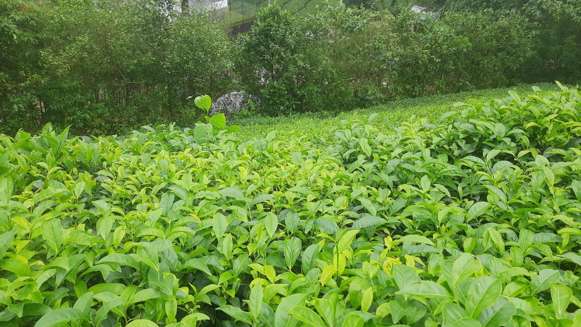 Paradise Meadows Vagamon Extérieur photo